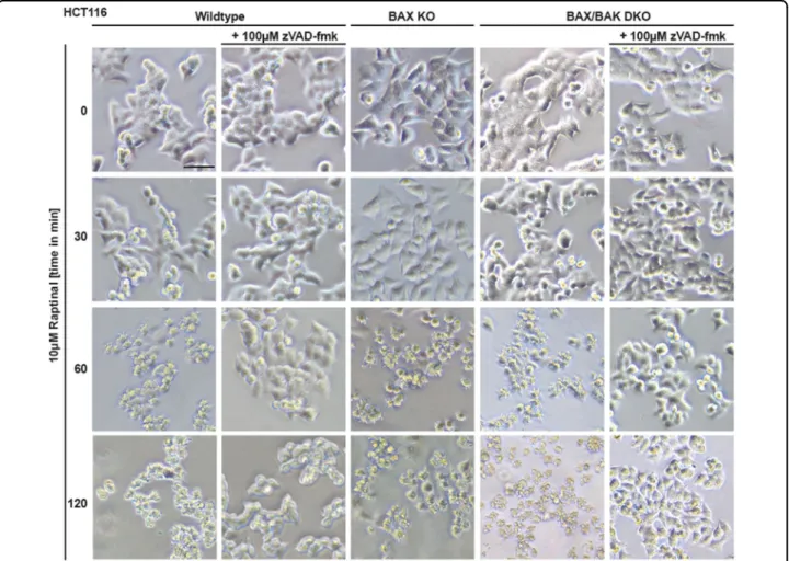Fig. 3 BAX/BAK-de ﬁ cient cells display morphological signs of apoptosis upon Raptinal treatment