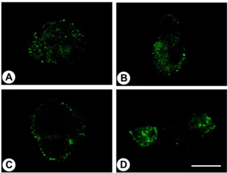 Figure 2. Immunocytochemical analysis of BON-1 cells endogenously expressing GPR68. Cells were exposed for 60 min to different pH conditions and were subsequently fixed and immunofluorescently stained with the anti-GPR68 antibody 16H23L16