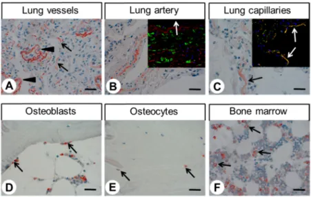 Figure 4. Immunohistochemical detection of GPR68 localisation in different normal human tissues (II).