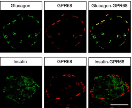 Figure 6. Double-labelling immunohistochemical analysis of human pancreatic islets. Sections were dewaxed and microwaved in citric acid