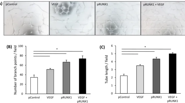 Figure 5. RUNX1 enhances the angiogenic activitiy of endothelial cells. (A) Representative tube  formation images of HUVECs on matrigel (4× objective) transfected with RUNX1 expression  plasmid (pRUNX1), control plasmid (pControl, empty vector) and/or incu