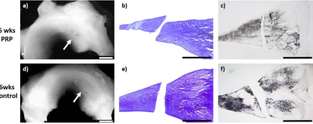 Figure 1. a) + d): Macroscopic view of a lateral meniscus of New Zealand White rabbits