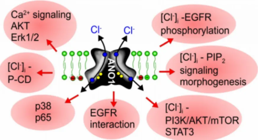 Figure 3. Mechanisms for ANO1-induced cell proliferation and cancer development. Scheme summarizing reported mechanisms for ANO1-induced cell proliferation and development of cancer.