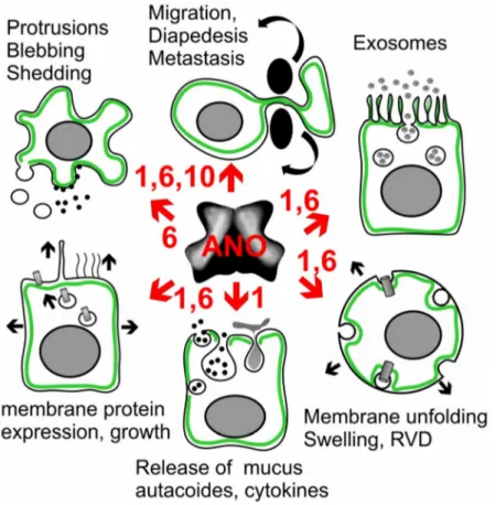 Figure 5. Potential action of anoctamins on exocytosis, growth and microvesicular signaling