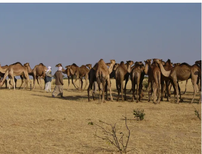 Abbildung 6: Hirten mit ihren Kamelen auf der Weide auf der Suche nach Wasser und Futter 
