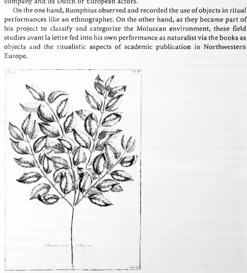 Illustration 2: Sandel-liout from the Amboinsche Kruid-boek, Book II, via the digitized version  by the Gottinger Digitalisierungszentrum, https://gdz.sub.uni-goettingen.de/id/PPN3695 I6628,  visited 17 April 2018.