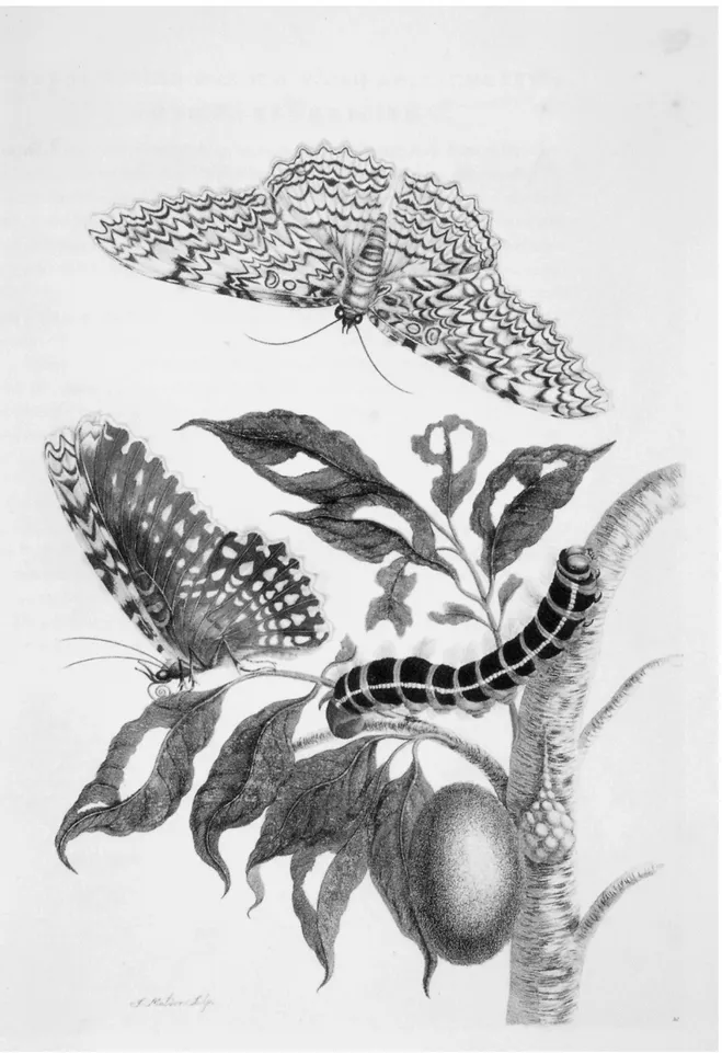 Abb. 6: M ARIA  S IBYLLA  M ERIAN , Metamorphosis insectorum Surinamensium, 1705,  Abb