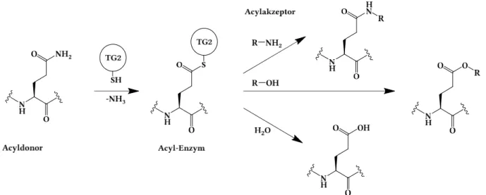Abb. 2 Reaktionsmechanismus der Acyltransferasereaktion der TGase 2 (modifiziert nach (23)) 