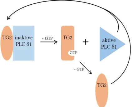 Abb. 3 Schematische Darstellung der Aktivierung von Phospholipase C δ1 nach Bindung von GTP an TGase 2  (modifiziert nach (48)) 