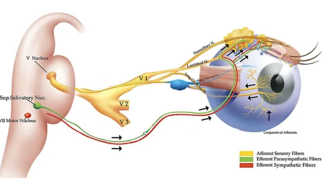 Fig. 1: Schematic illustration of the lacrimal functional unit. Stimulation of the corneal nerve endings triggers afferent  impulses which integrate through the ophthalmic branch of the trigeminal nerve (V1, V2, V3) into the central nervous  system