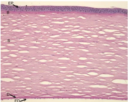 Fig.  2:  Histological  section  of  a  healthy  cornea.  It  consists  of  five  different  layers:  the  corneal  epithelium  (EP),  the  Bowman’s layer (B), the stroma (S), the Descement’s membrane (D) and the corneal endothelium (ED)