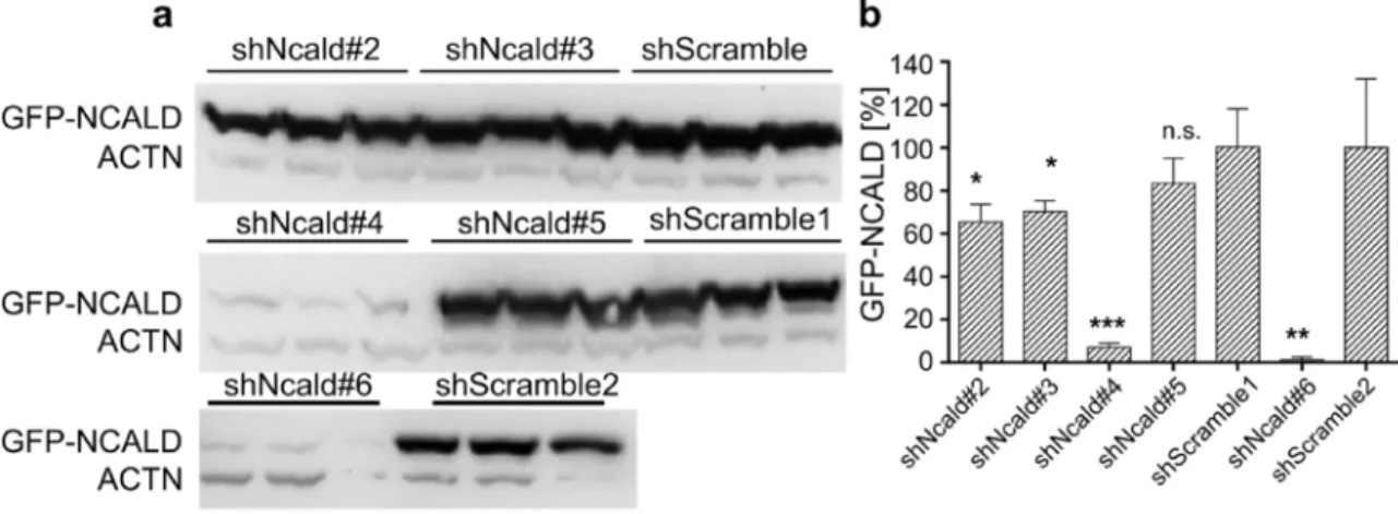 Fig. 15: Identification of efficient shRNA sequences in an Ncald-GFP overexpression set-up