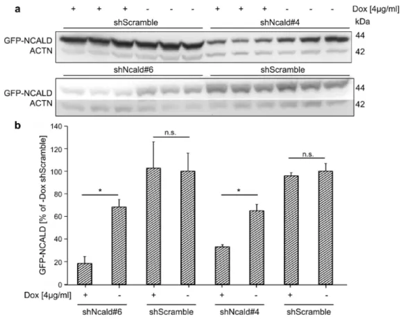 Fig. 16: Efficient knock-down of GFP-NCALD upon Dox-mediated shRNA expression