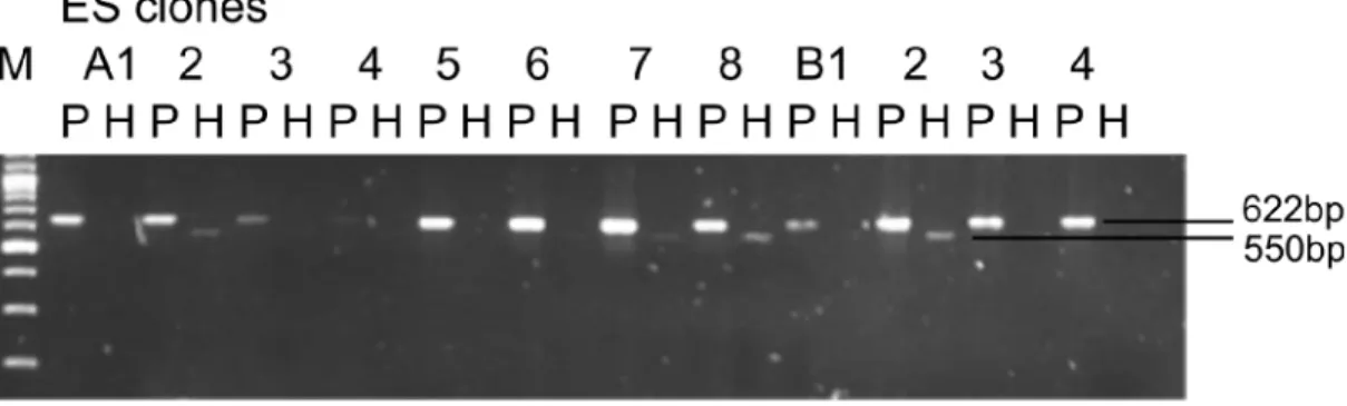Fig. 17: Validation of the successful recombination in individual ES clones.