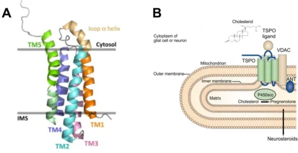 Figure  5:  TSPO  structure  and  mitochondrial  localization.  (A)  Structure  of  TSPO  in  the  outer  mitochondrial  membrane  (side  view)  showing  the  five  a-helix  transmembrane  structure  (TM1 – 5)