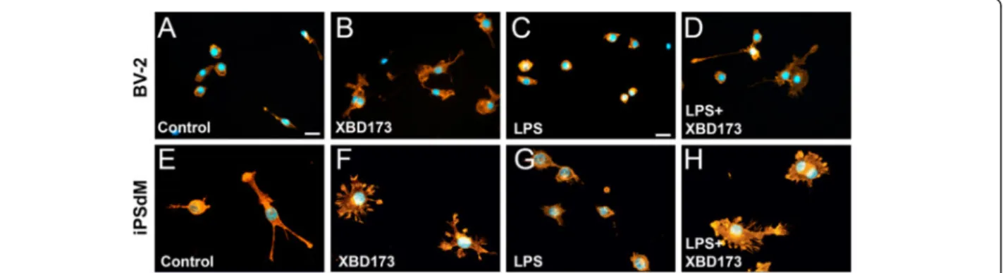 Figure 5 The TSPO ligand XBD173 promotes microglial filopodia formation. (A-D) Representative images of phalloidin-stained murine BV-2 microglial cells treated with 50 μM XBD173 in the absence or presence of 50 ng/ml LPS