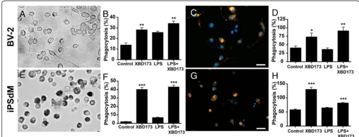 Figure 6 The TSPO ligand XBD173 increases microglial phagocytosis. Phagocytosis was monitored in BV-2 cells incubated with latex beads (A, B) or CM-DiI-stained apoptotic 661 W photoreceptor material (C, D)