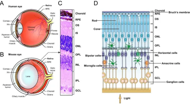 Figure  1:  Schematic  overview  of  the  mammalian  eye  and  its  retinal  structure