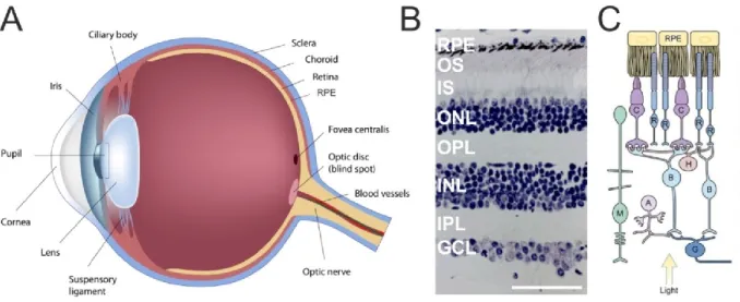 Figure 1: Gross anatomy of the eyeball and detailed cross-section of the retina and its different cell types