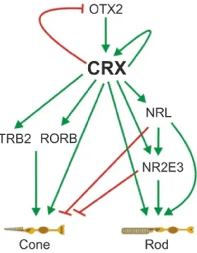 Figure  2:  The  transcriptional  network  of  photoreceptor  development.  The  key  transcription  factor  CRX  is  induced  by  OTX2,  represses  OTX2  and  regulates  its  own  expression