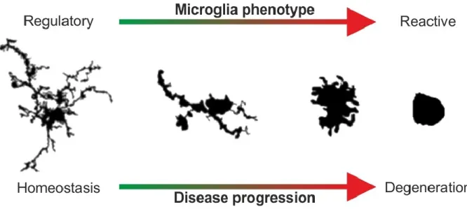 Figure 3: Phenotypic plasticity of microglia in the healthy and diseased CNS. Under homeostatic conditions  (left), microglia exhibit small somata with long, branched protrusions to actively scan their microenvironment and  carry  out  tissue  maintenance 