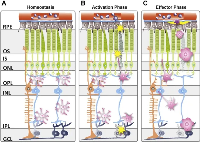 Figure 4: Schematic overview of microglial distribution and behavior in retinal health and disease