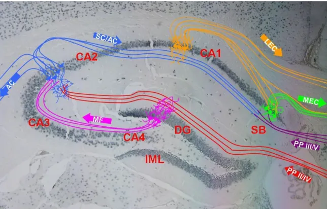 Figure 1 Schematic of connectivity of the hippocampus superimposed on a NeuN-stained coronal paraffin  section  of  mouse  brain  at  approximately  -1.5  mm  Bregma