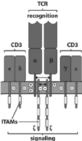 Figure  1.1  Structure  of  the  T  cell  receptor  complex.  The  T  cell  receptor  itself  is  a  heterodimer,  each  chain  consisting  of  a  constant  and  variable  section