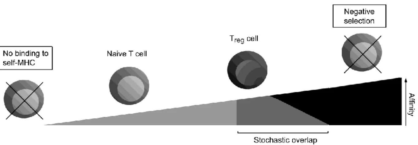Figure  1.2  Affinity  model  of  T  cell  selection.  The  strength  of  interaction  of  the  TCR  with  peptide:self-MHC during development within the thymus determines the fate of the T cell