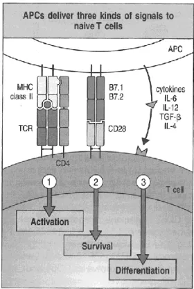 Figure 1.4 Major T cell subsets and their effector functions. 
