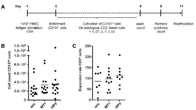 Figure  3.10:  Generation  of  antigen-specific  T  cell  lines  via  CD137  enrichment