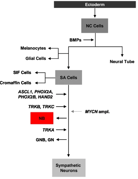 Figure 3: Regulators of the sympathetic nervous system cell lineage (Figure modified from Mohlin et  al