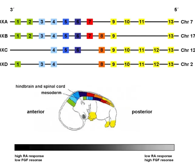 Figure 4: Homeotic gene organization and transcriptional expression (Figure modified from Nolte and  Krumlauf  (111))