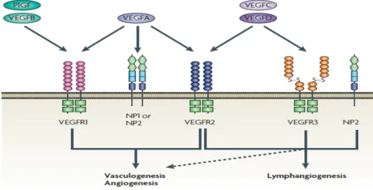 Figure 3: Overview of VEGF family members and their receptors 
