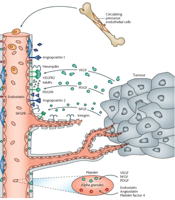 Figure 4: Schematic representation of tumor angiogenesis 