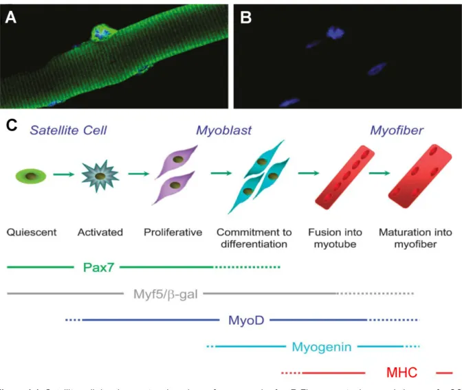 Figure 1.1: Satellite cell development and markers of myogenesis. A + B Fluorescent microscopic image of a SC  on a mouse muscle fibre (yellow fluorescent protein – SC; blue – DNA)