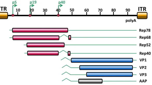 Figure 2: Genome organization of AAV2  