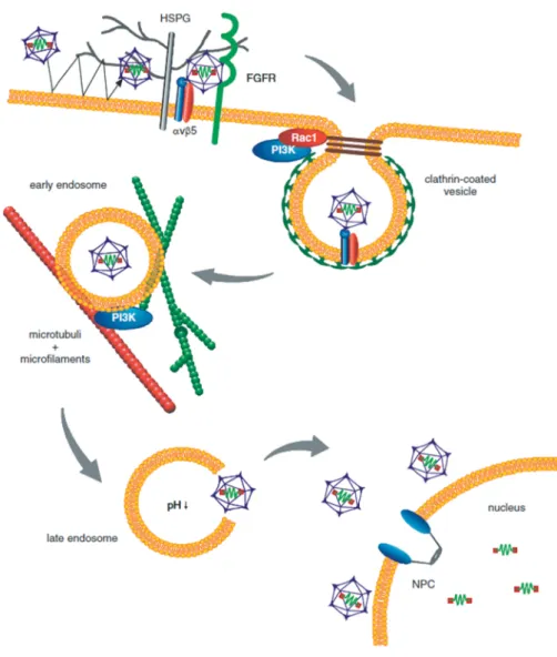 Figure 3: Infectious pathway of AAV2 in HeLa cells 