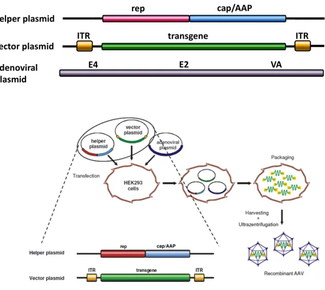 Figure 5: Packaging of recombinant AAV (rAAV) vectors  