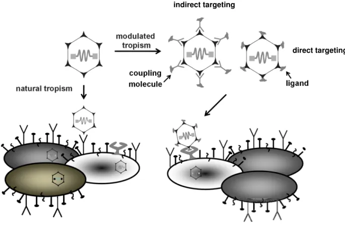 Figure 7: Principle of cell surface targeting using the example of AAV2  