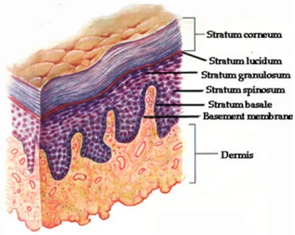 Figure 9: Structure of the human skin (www.physioweb.org) 