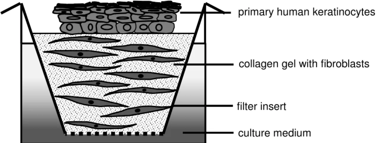 Figure 10: Schematic drawing of an organotypic skin co-culture