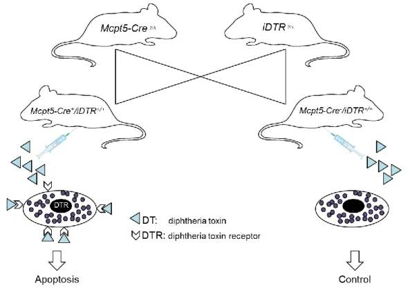 Figure  2.  Mcpt5-Cre/iDTR  –  A  mouse  model  of  inducible  mast  cell  deficiency