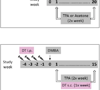 Figure  5.  Treatment  regimen  for  C57BL/6  Kit W-sh/W-sh   and  WT  C57BL/6  animals