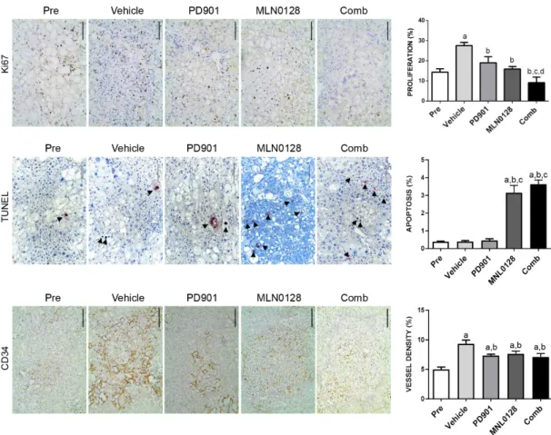 Figure 8. Effect of PD901/MLN0128 combination on the lesions of AKT/c-MET mice, as determined  by immunohistochemistry