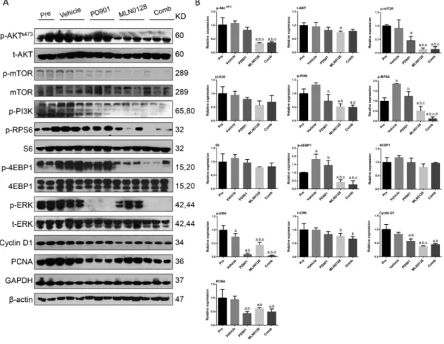 Figure 9. Effect of combined PD901/MLN0128 administration on the levels of putative target proteins  in livers from AKT/c-MET mice