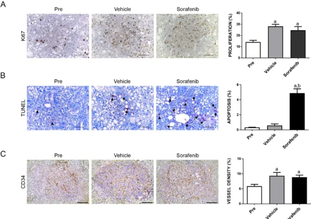 Figure 2. Effects of treatment with sorafenib on the AKT/c-MET mouse lesions, as determined by  immunohistochemistry