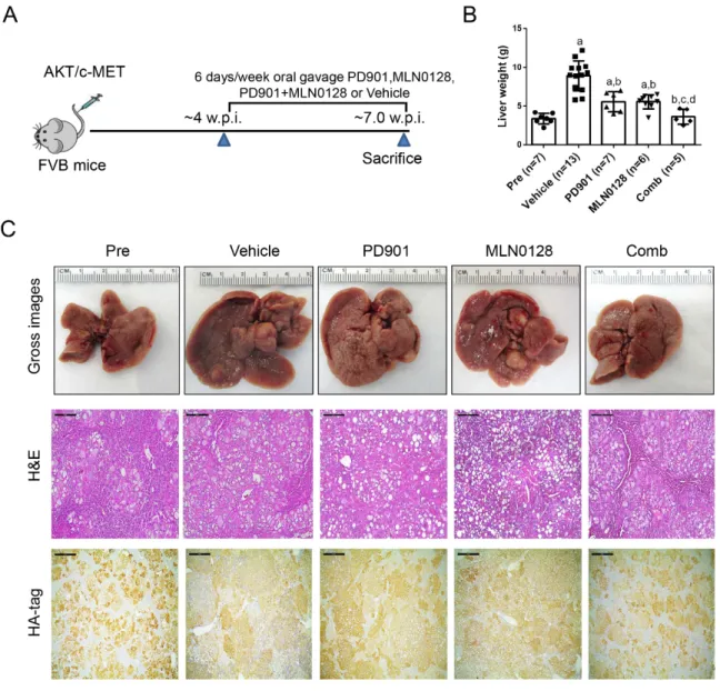 Figure 7. Effects of PD901/MLN0128 combination on hepatocarcinogenesis in AKT/c-MET mice