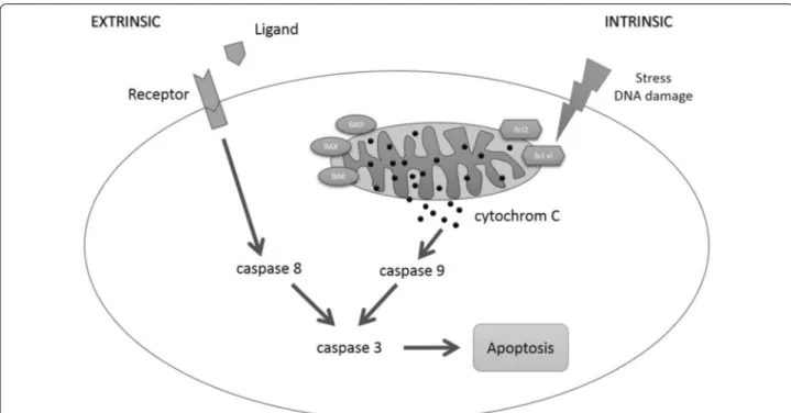 Fig. 1  Apoptotic signaling pathway. Caspase-8 is activated via the extrinsic signaling pathway by the binding of a ligand to the death receptor
