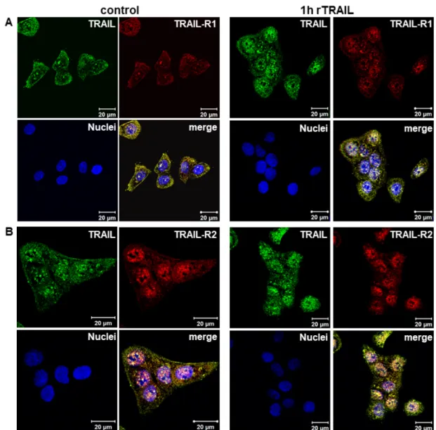 Figure 3. Constitutive and induced nuclear translocation of TRAIL-R1 and TRAIL-R2 (A,B)  Co-localization of TRAIL-R1 and TRAIL-R2 with TRAIL was analyzed by indirect  immunofluorescence and confocal LSM in Panc89 cells with or without TRAIL stimulation